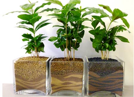 Як виростити кави: кавове дерево у вас в будинку