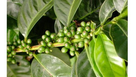 Протипоказання до зеленого кава для схуднення