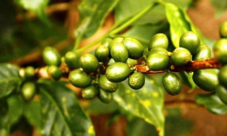 Зелений кава   плюси і мінуси