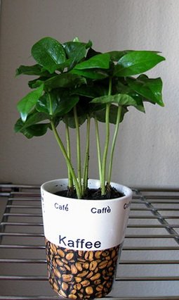 Як виростити кава арабіка в домашніх умовах: вибір в каталозі рослин, догляд, особливості