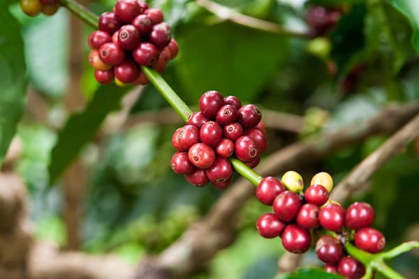 Робуста: особливості цього виду кави і відмінності від арабіки