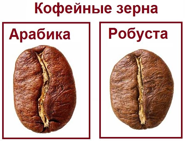 Робуста: особливості цього виду кави і відмінності від арабіки