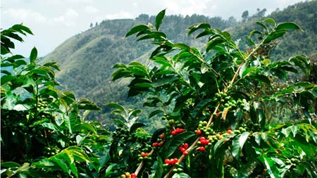 Індонезійська кави: які сорти вирощують