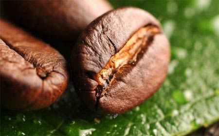 Як виростити кави: кавове дерево у вас в будинку