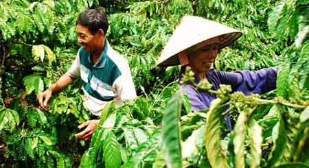 Вєтнамський кави: його різновиди і рецепти