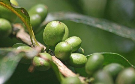 Властивості зеленого кава для схуднення
