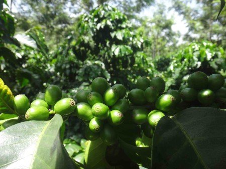 Дія зеленої кави на організм. Як діє зелений кави