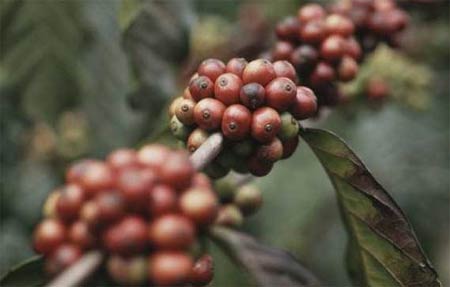 Колумбійський кава: його сорту і трохи історії