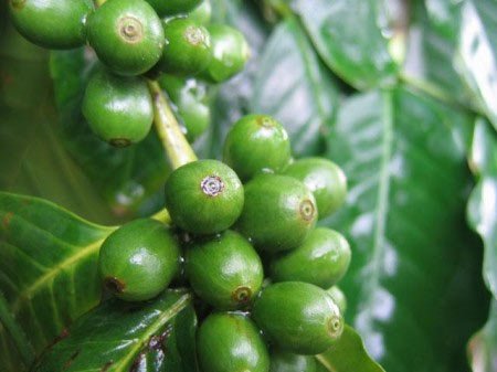 Зелена кава для схуднення та як його використовувати