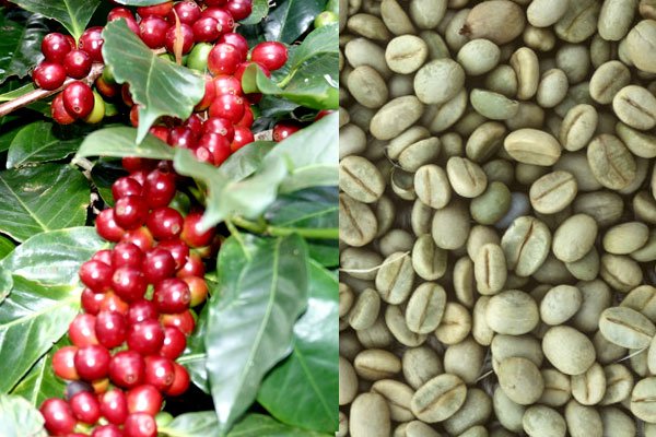 Арабіка: особливості цього виду кави і найбільш відомі світові сорти