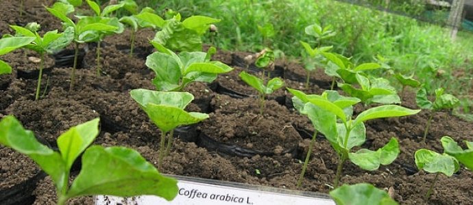 Характеристики та опис сорту кави Марагоджип
