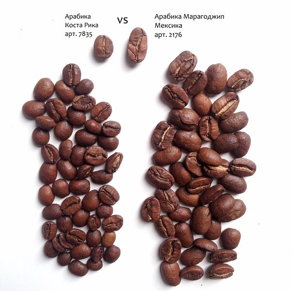 Характеристики та опис сорту кави Марагоджип