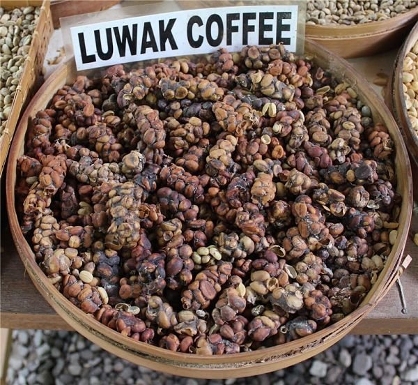 Kopi Luwak – ексклюзивне кава з «родзинкою»